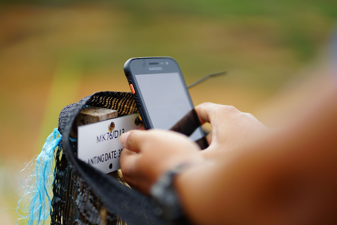 Durian tree tagging system
