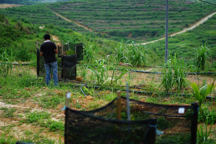 Durian tree checking system
