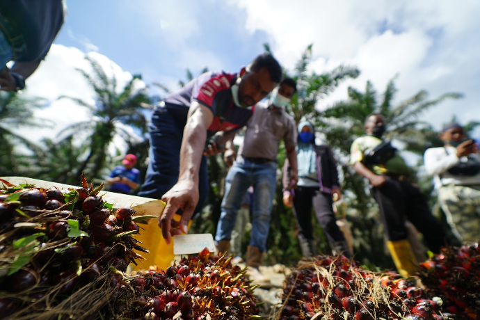 FFB Platform Grading